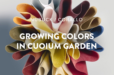 growing colors in cuoium garden